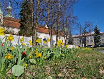 Na řadě míst v centru Vsetína začaly rozkvétat cibuloviny, které mají za úkol zkrášlit veřejný prostor 