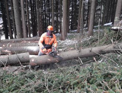 Městské lesy Vsetín utržily za prodej dřeva v aukci 7,7 milionu korun