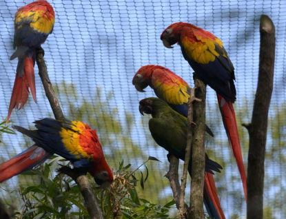 Ve zlínské zoo otevřeli největší voliéru v Česku