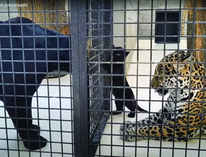 Jaguáří rodinka ve Zlínské Zoo poprvé pohromadě