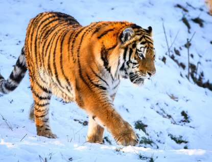 Tygr Ozzy je už v Portugalsku