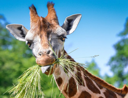 Neukáznění návštěvníci zlínské zoo krmí zvířata a porušují zákaz vstupu