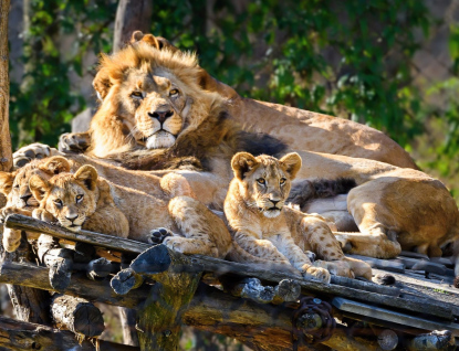 Trojlístek lvíčat v Zoo Zlín pokřtili Zlín Lions