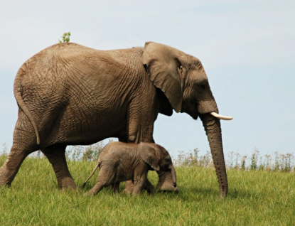 Zlínská zoo byla v roce 2021 třetím nejnavštěvovanějším místem v České republice