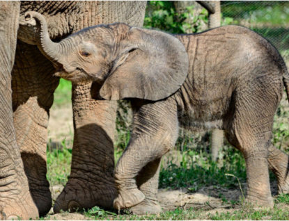 Podle uznávaného britského odborníka je zlínská zoo čtvrtou nejlepší zoo ve východní Evropě