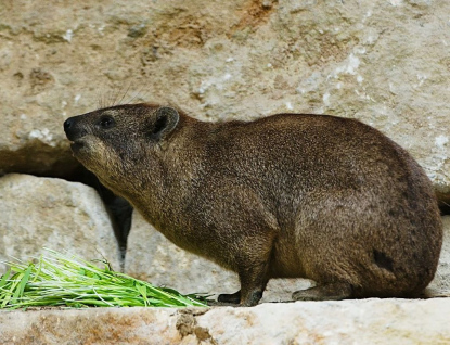 Zlínská zoo zve na letošní první novinku. Otevřela novou expozici v africké oblasti