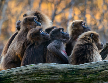 Za kačku do zlínské zoo. Symbolické vstupné budou mít žáci za pololetní vysvědčení