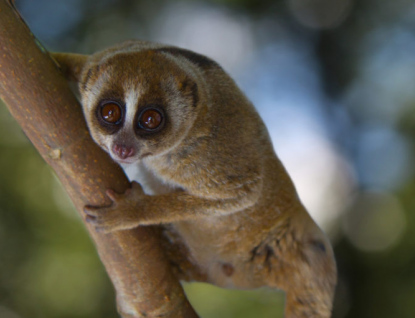 Zlínská zoo pomáhá chránit zvířata ve volné přírodě. Na záchranu outloňů poslala 6 000 dolarů