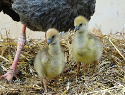 Zlínská zoo rozlouskla chovatelský oříšek! Znovu se jí podařilo odchovat čáje chocholaté