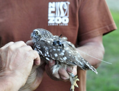 Zlínská zoo vypustila u Napajedel dva sýčky do volné přírody