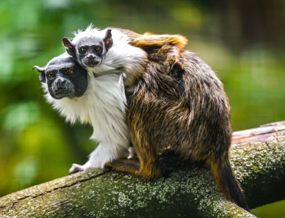 ZOO Zlín poprvé odchovala mládě tamarína pestrého