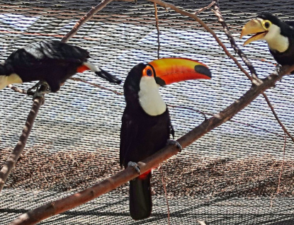 První odchov u tukanů obrovských v Zoo Zlín