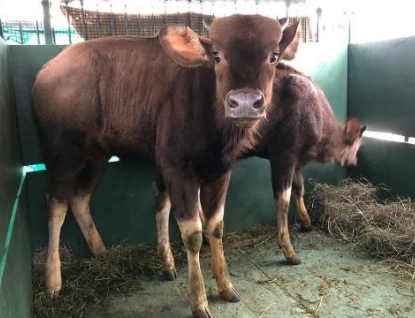 Zlínská zoo získala vzácné gaury indické, největší tury na světě