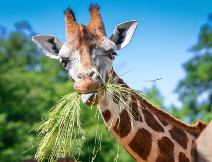 Zlínská a královodvorská zoo společně věnovaly na pomoc ukrajinským zoo půl milionu korun