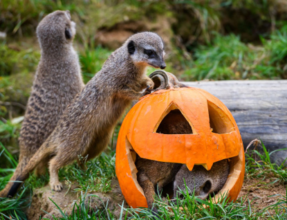 Zlínská zoo se chlubí novým supím přírůstkem. Místní odchovanec roste jako z vody