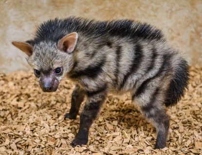 Hyenky hřivnaté v Zoo Zlín mají mláďata