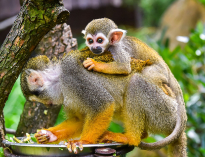 Ve Zlínské Zoo se radují ze dvou mláďat kotulů