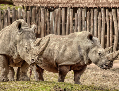 Zoo Zlín přišla o novorozené mládě nosorožce