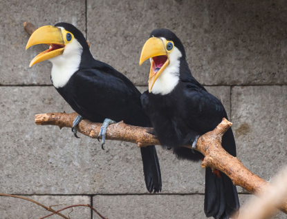 Zlínské Zoo se opět podařilo odchovat tukany obrovské