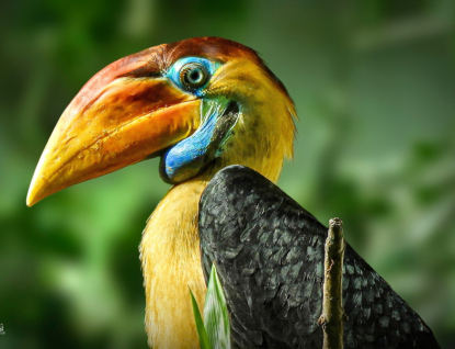 První odchov zoborožce přilbového v českých zoo