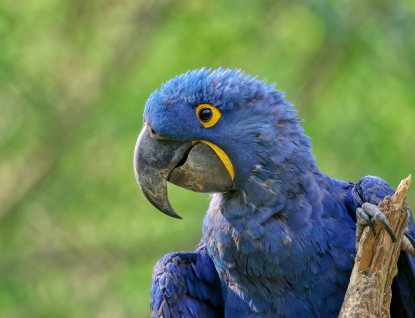 Ze ZOO Zlín ulétl velký papoušek ara. ZOO žádá o pomoc 