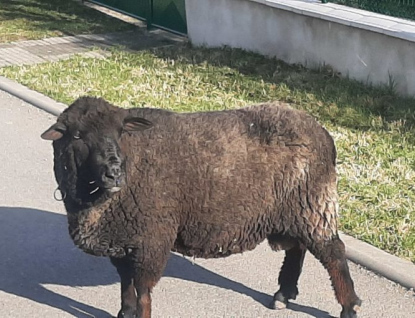 Bílá sobota, černý beran: velikonoční výhledy rozhodně černé nejsou