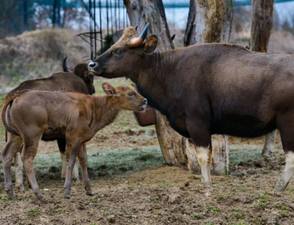 Chovatelský úspěch zlínské zoo! Narodilo se zde první mládě gaura indického