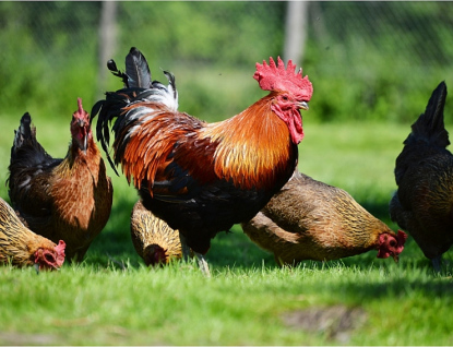 Kvůli ptačí chřipce zakázala Státní veterinární správa chov drůbeže pod širým nebem