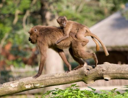 Ve zlínské zoo se podařilo odchovat deváté mládě dželady