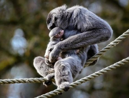 Zlínská zoo chystá křtiny Gibona stříbrného, kmotrou bude Lenka Krobotová