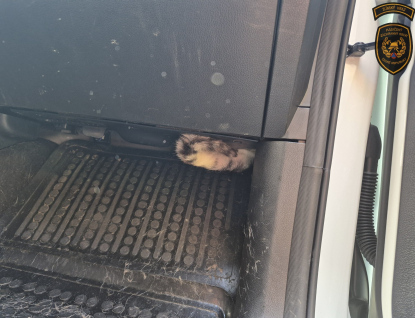 Hasiči vytahovali z auta zaklíněnou kočku