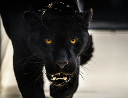 Do zlínské zoo přicestoval jaguáří samec Dany