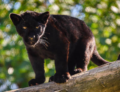 Mládě jaguára v Zoo Zlín se jmenuje Mayara