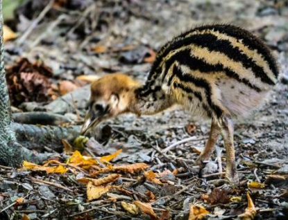 Zlínská zoo má mládě kasuára přilbového