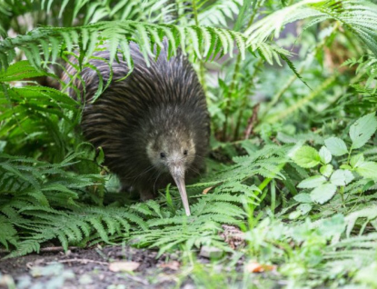 Zlínská Zoo získala samičku kivi hnědého