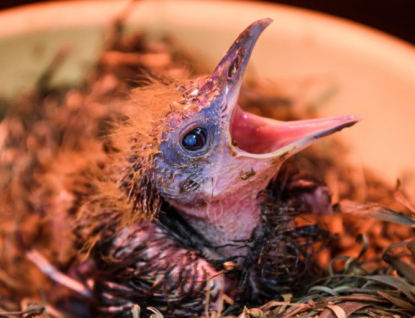 Zlínská zoo přirozeně odchovala kotingu tříbarvou. Jako první v Evropě!