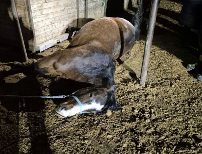 Hasiči zachraňovali koně. Uvízl pod krmelcem