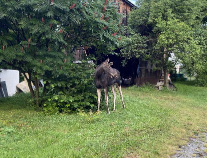 Los na výletě. Dopravní špičku vyřešil po svém 