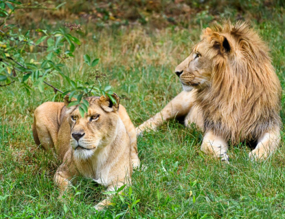 Zoo Zlín hlásí: Lvice Elsa a lev Takko jsou už spolu
