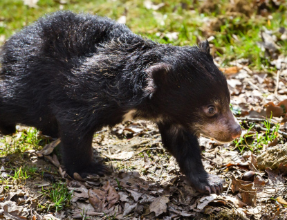 Zlínské zoo se podařilo podruhé odchovat mládě medvěda pyskatého