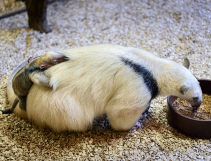 Ve zlínské zoo se podařilo odchovat mládě mravenečníka velkého