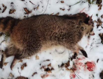 Pořádné překvapení i pro zkušené myslivce. Políčili na lišku a ulovili mývala