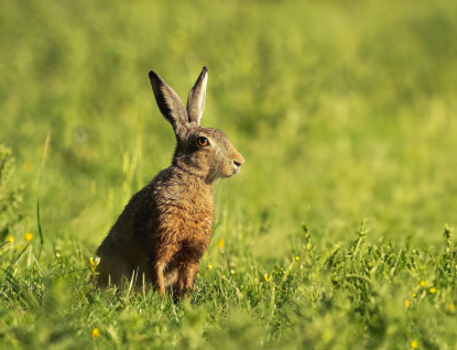 Myxomatóza zajíců se objevila ve Zlínském kraji. Jeden případ hlásí Ostrožská Nová Ves