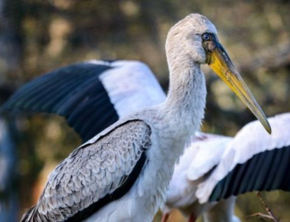 Zlínská zoo poskytla tři páry nesytů afrických zoo v San Diegu