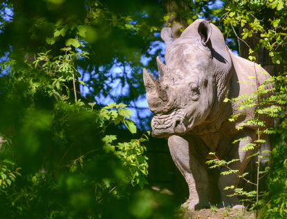 V Zoo Zlín očekávají narození prvního mláděte nosorožce tuponosého jižního za 45 let chovu