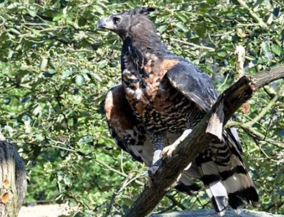 Zlínská zoo začala nově chovat orly korunkaté