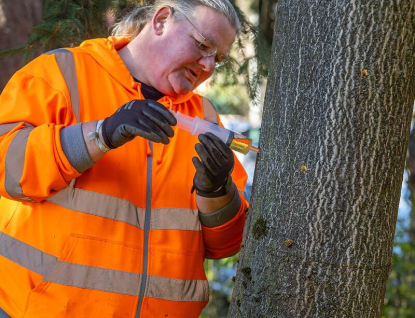 V Baťově nemocnici začali s likvidací invazního pajasanu