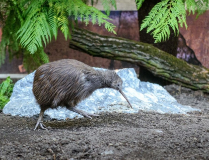 Zoo Zlín, Zlínský kraj a Centrála cestovního ruchu Východní Moravy připravili poděkování pro zdravotníky