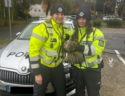 Policistky zachránily zraněné káně ležící na dálnici