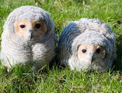 Zoo Zlín jako jediná mimoasijská zoo pravidelně odchovává puštíky tečkované